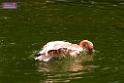 20180331birds-kowloon-park_DSC_1053