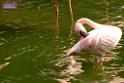 20180331birds-kowloon-park_DSC_1057