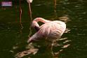 20180331birds-kowloon-park_DSC_1058