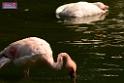 20180331birds-kowloon-park_DSC_1059