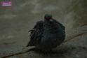 20180331birds-kowloon-park_DSC_1077