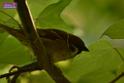 20180331birds-kowloon-park_DSC_1094