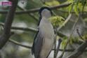 20180401birds-taipo-park_DSC_1096