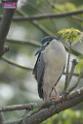 20180401birds-taipo-park_DSC_1097