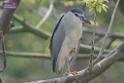 20180401birds-taipo-park_DSC_1101