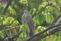 20180401birds-taipo-park_DSC_1102