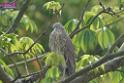 20180401birds-taipo-park_DSC_1103