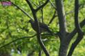 20180401birds-taipo-park_DSC_1104