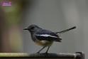 20180401birds-taipo-park_DSC_1177