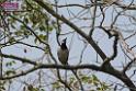 20180401birds-taipo-park_DSC_1183