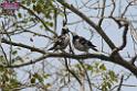 20180401birds-taipo-park_DSC_1185