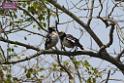 20180401birds-taipo-park_DSC_1186