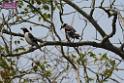 20180401birds-taipo-park_DSC_1190