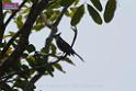 20180401birds-taipo-park_DSC_1193