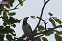 20180401birds-taipo-park_DSC_1195