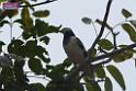 20180401birds-taipo-park_DSC_1197