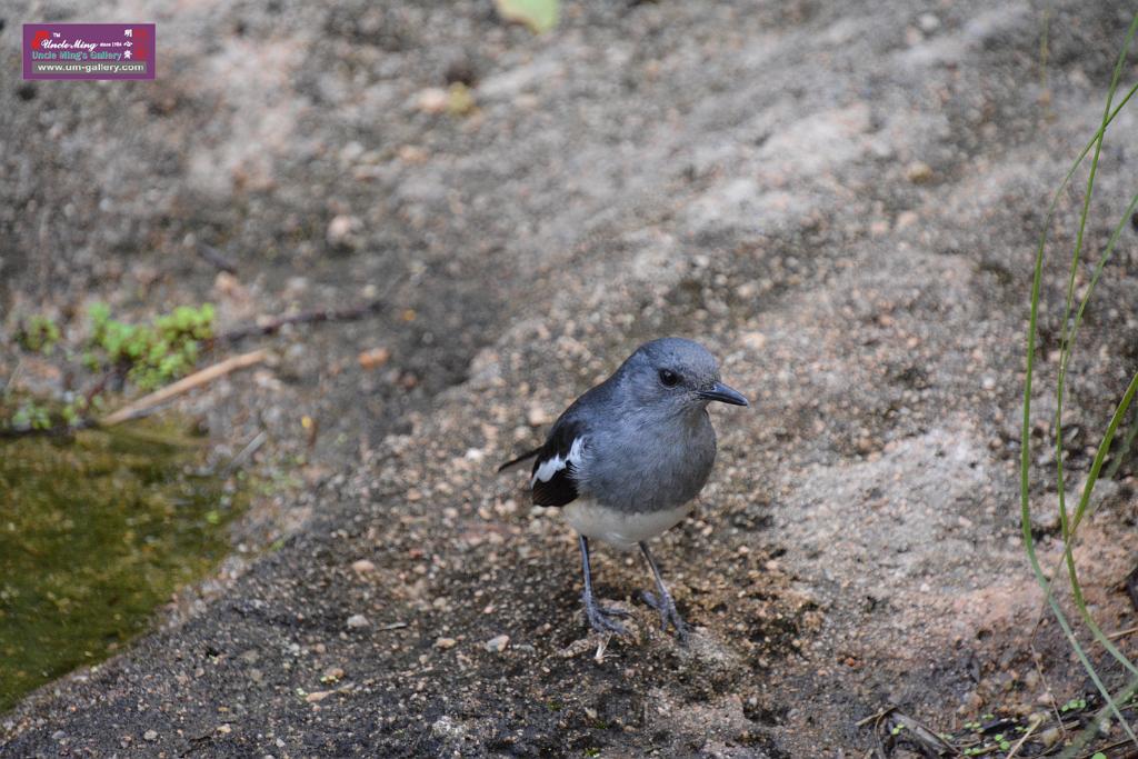 20190303bird-hk-parkDSC_2835.JPG