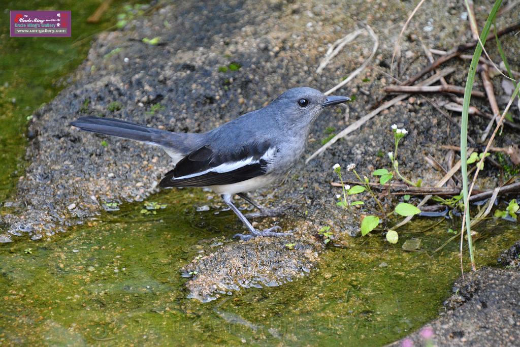 20190303bird-hk-parkDSC_2838.JPG