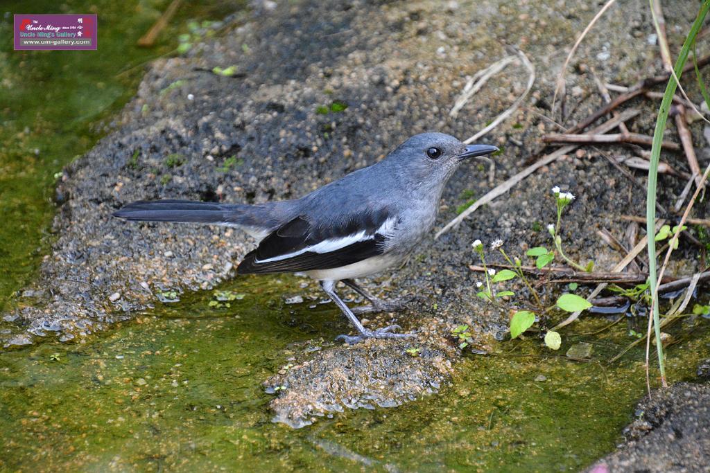 20190303bird-hk-parkDSC_2839.JPG