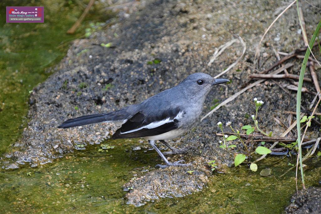 20190303bird-hk-parkDSC_2841.JPG