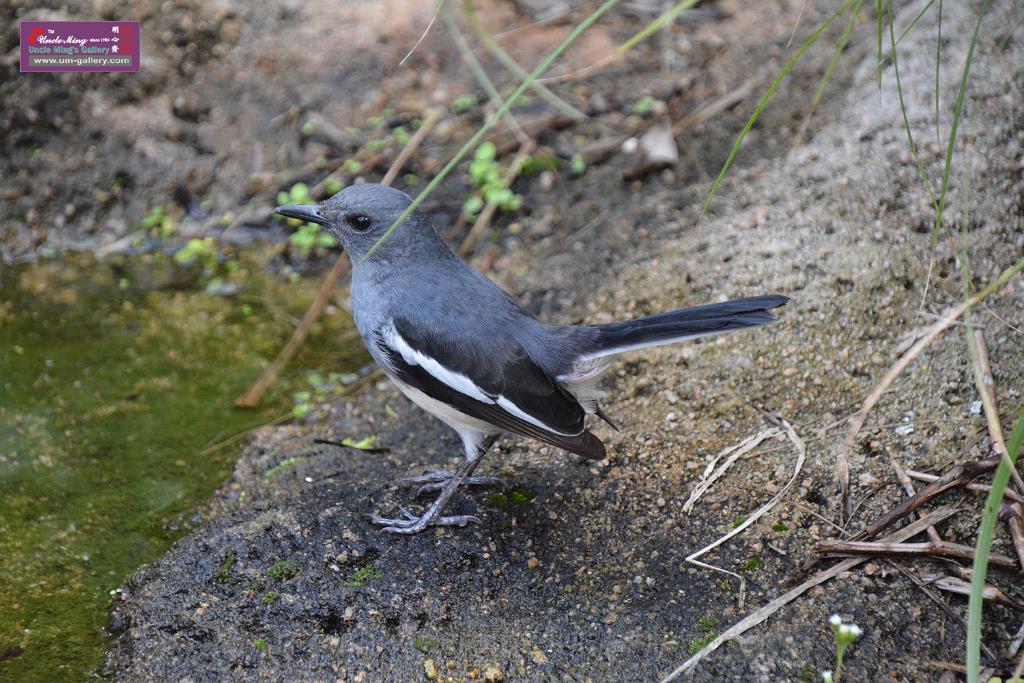 20190303bird-hk-parkDSC_2843.JPG