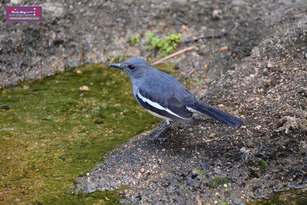 20190303bird-hk-parkDSC_2845.JPG