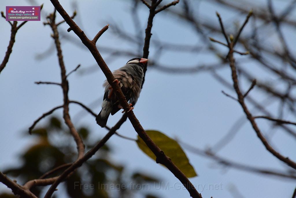 20190303bird-hk-parkDSC_2856.JPG