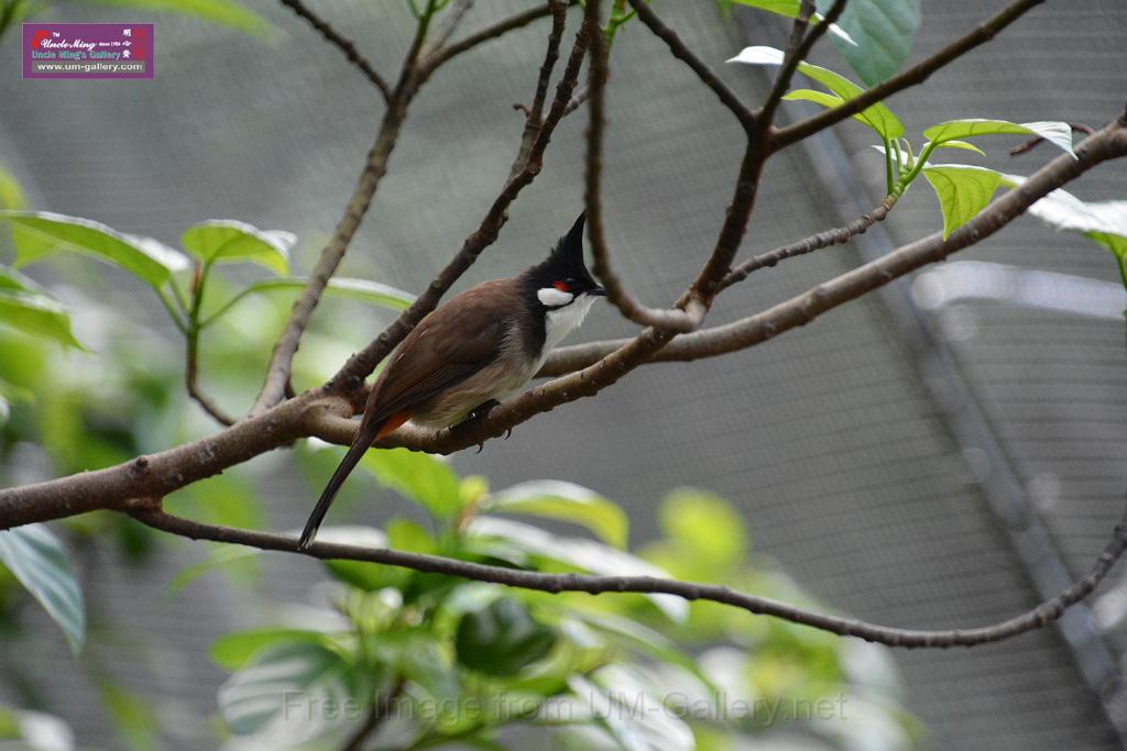 20190303bird-hk-parkDSC_2882.JPG