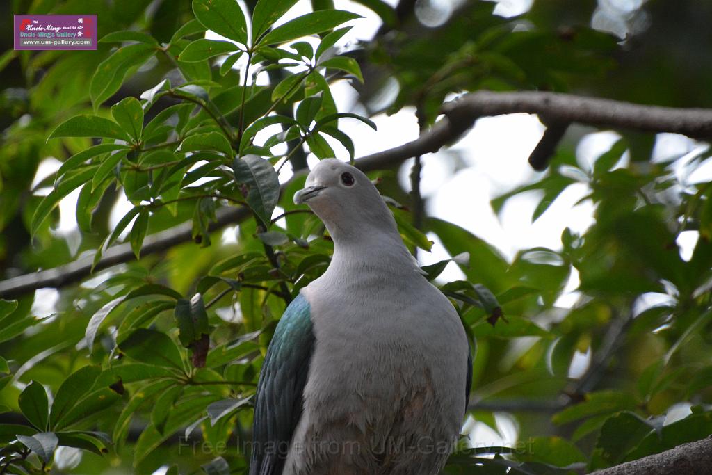 20190303bird-hk-parkDSC_2887.JPG