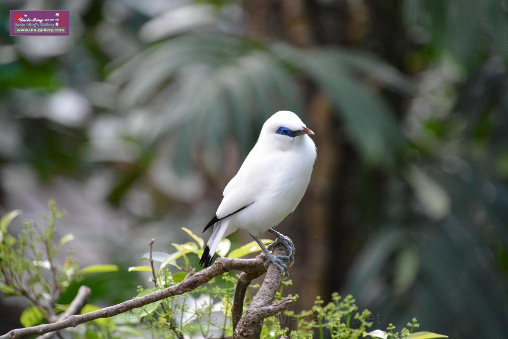 20190303bird-hk-parkDSC_2890.JPG