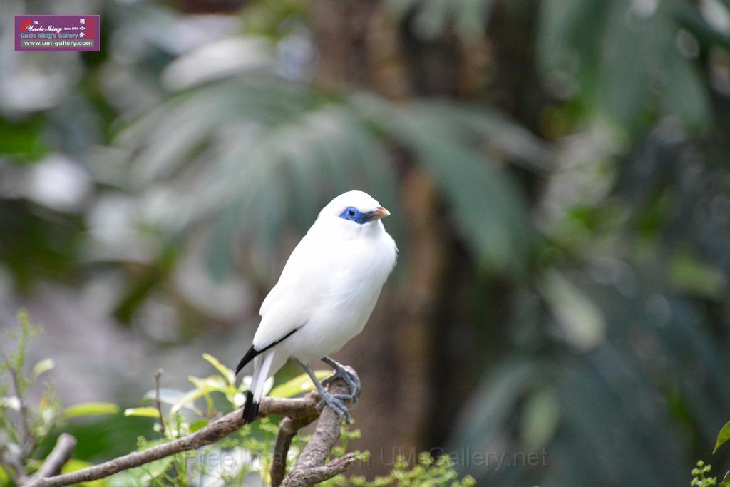 20190303bird-hk-parkDSC_2892.JPG