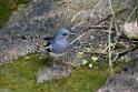 20190303bird-hk-parkDSC_2837