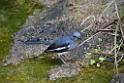 20190303bird-hk-parkDSC_2842