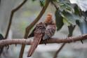 20190303bird-hk-parkDSC_2857