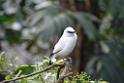 20190303bird-hk-parkDSC_2890