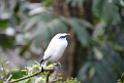 20190303bird-hk-parkDSC_2891