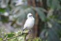 20190303bird-hk-parkDSC_2896