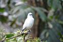 20190303bird-hk-parkDSC_2898