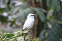 20190303bird-hk-parkDSC_2899