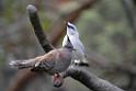 20190303bird-hk-parkDSC_2901