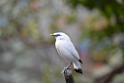 20190303bird-hk-parkDSC_2903