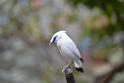 20190303bird-hk-parkDSC_2904