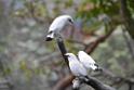 20190303bird-hk-parkDSC_2915