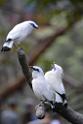 20190303bird-hk-parkDSC_2922