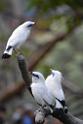 20190303bird-hk-parkDSC_2924