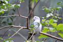 20190303bird-hk-parkDSC_2936