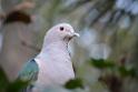 20190303bird-hk-parkDSC_2955