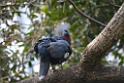 20190303bird-hk-parkDSC_3082