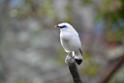 20190303bird-hk-parkDSC_3087