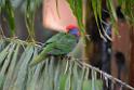 20190303bird-hk-parkDSC_3098